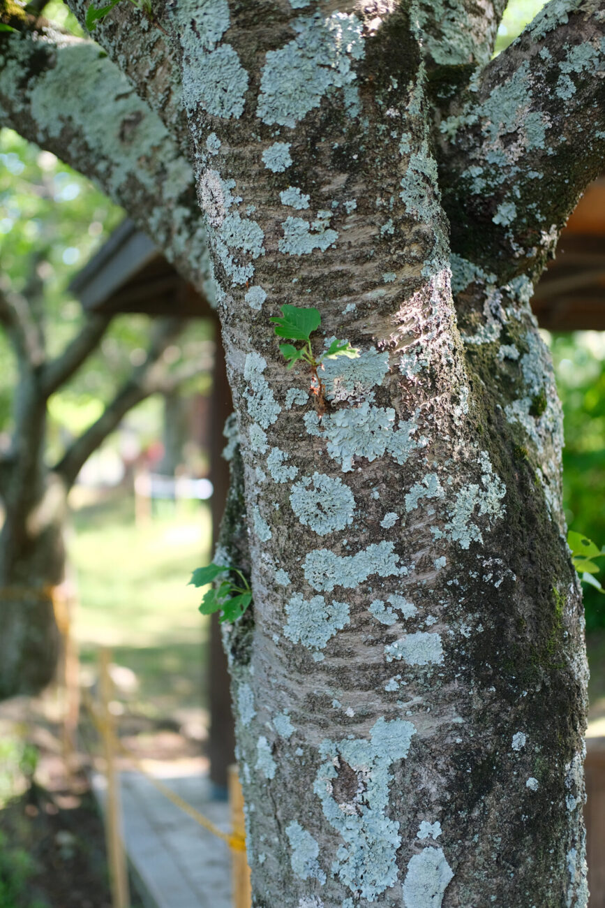 花・植物アップ/ボケ味がわかるカット