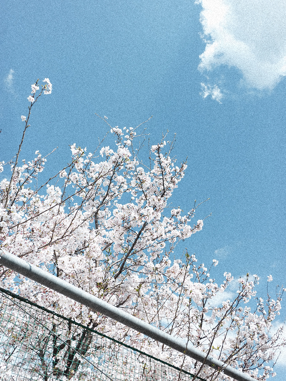 X half / クラシッククローム / JPEG撮って出し