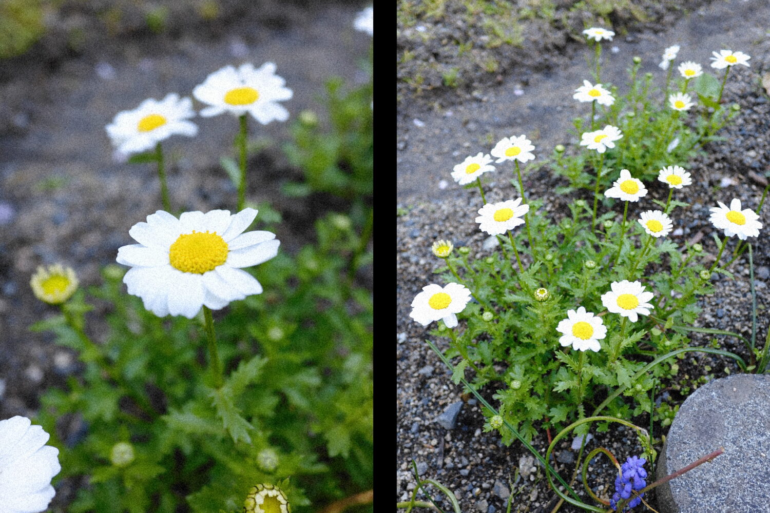 INOLIKES 富士フイルム X half 作例 REALA ACE 2in1 撮影データ:X half / F5.6 / REALA ACE / 2in1モード / JPEG撮って出し