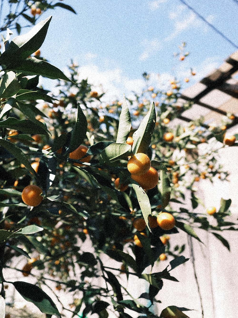 INOLIKES 富士フイルム X half 作例 クラシックネガ スナップ 撮影データ:X half クラシックネガ / JPEG撮って出し