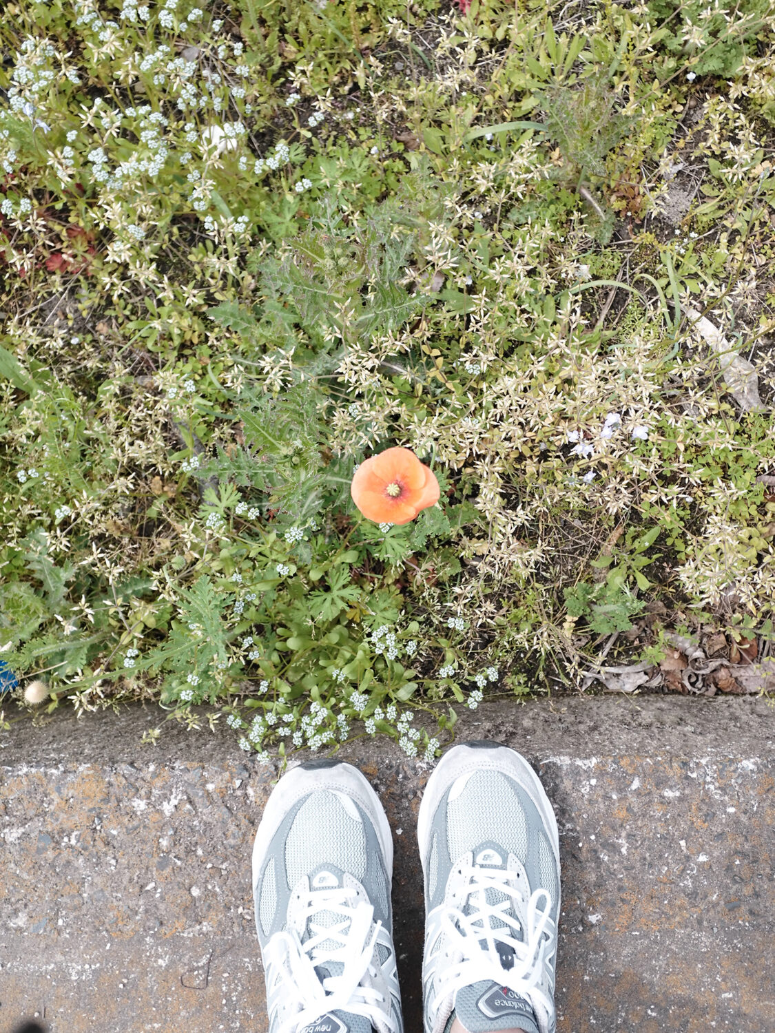 INOLIKES X Half クラシッククローム 足元 ポピー スニーカー