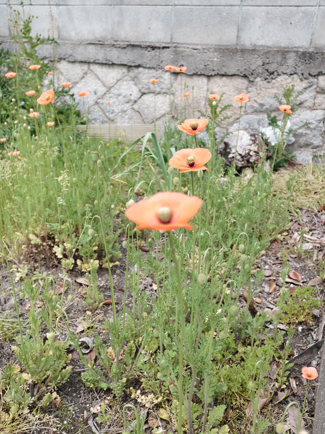 INOLIKES X Half クラシッククローム ポピー 群生 ブロック塀