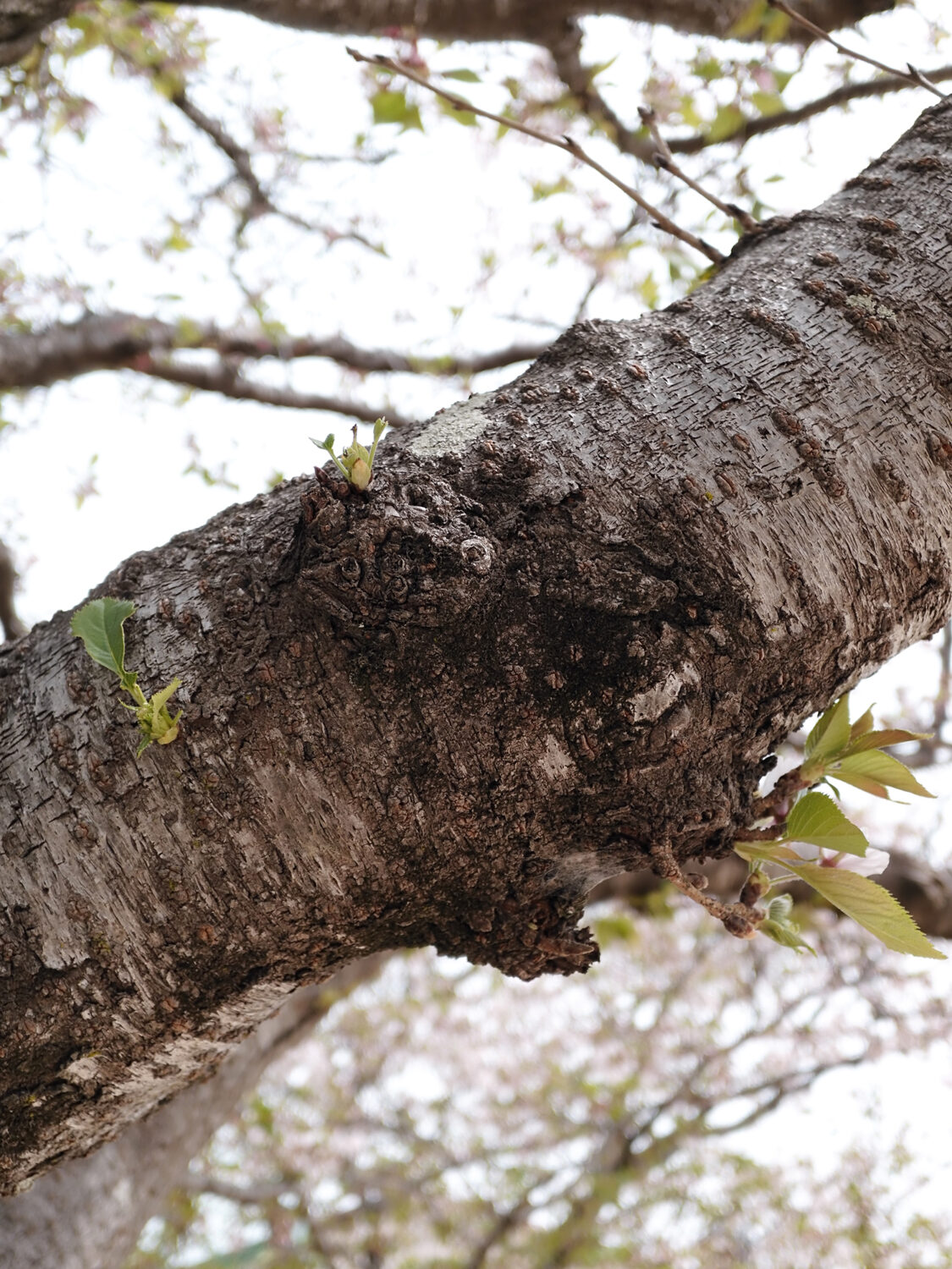 INOLIKES X Half クラシッククローム 桜の幹 新芽
