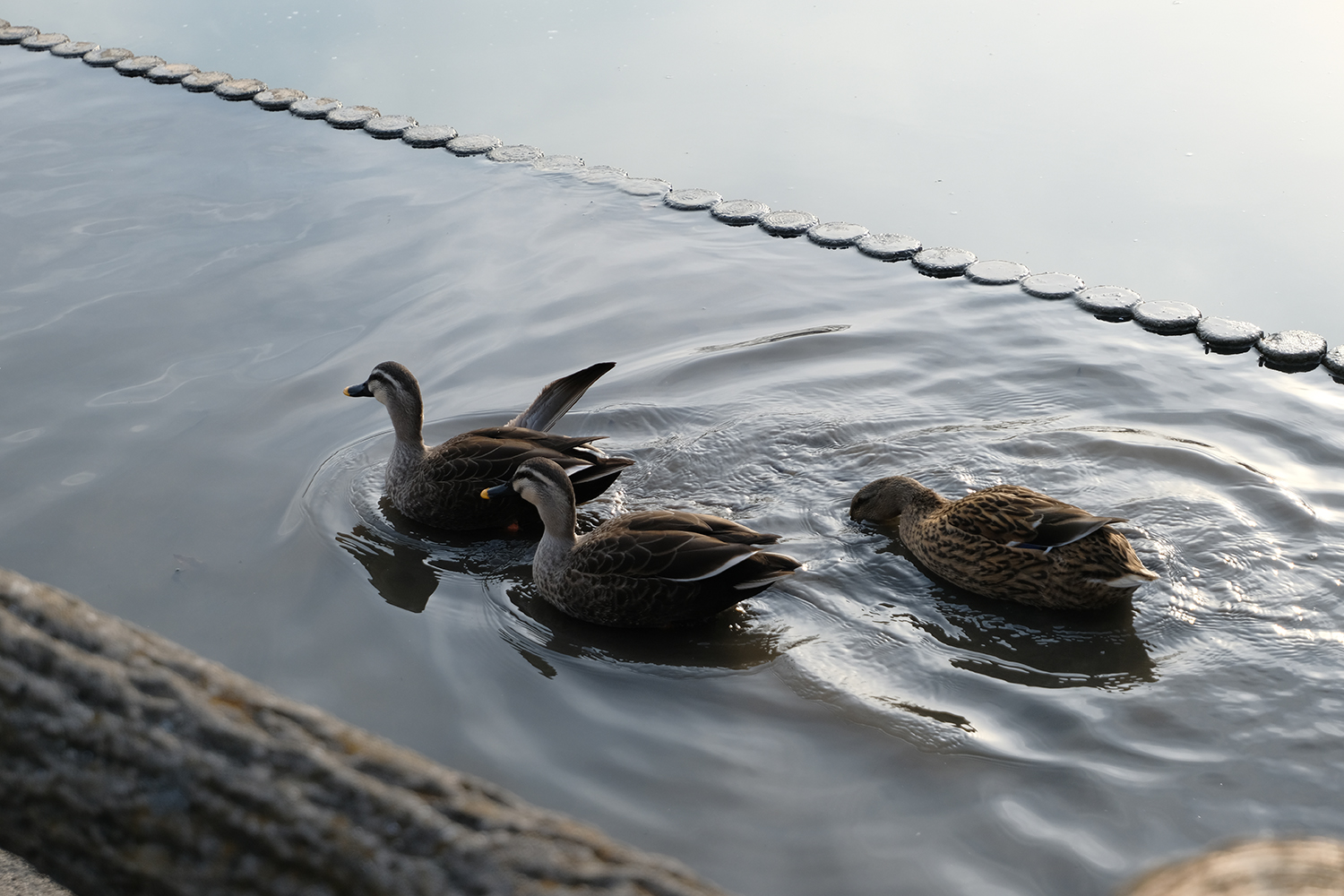 INOLIKES XC15-45mm 作例 望遠 クローズアップ