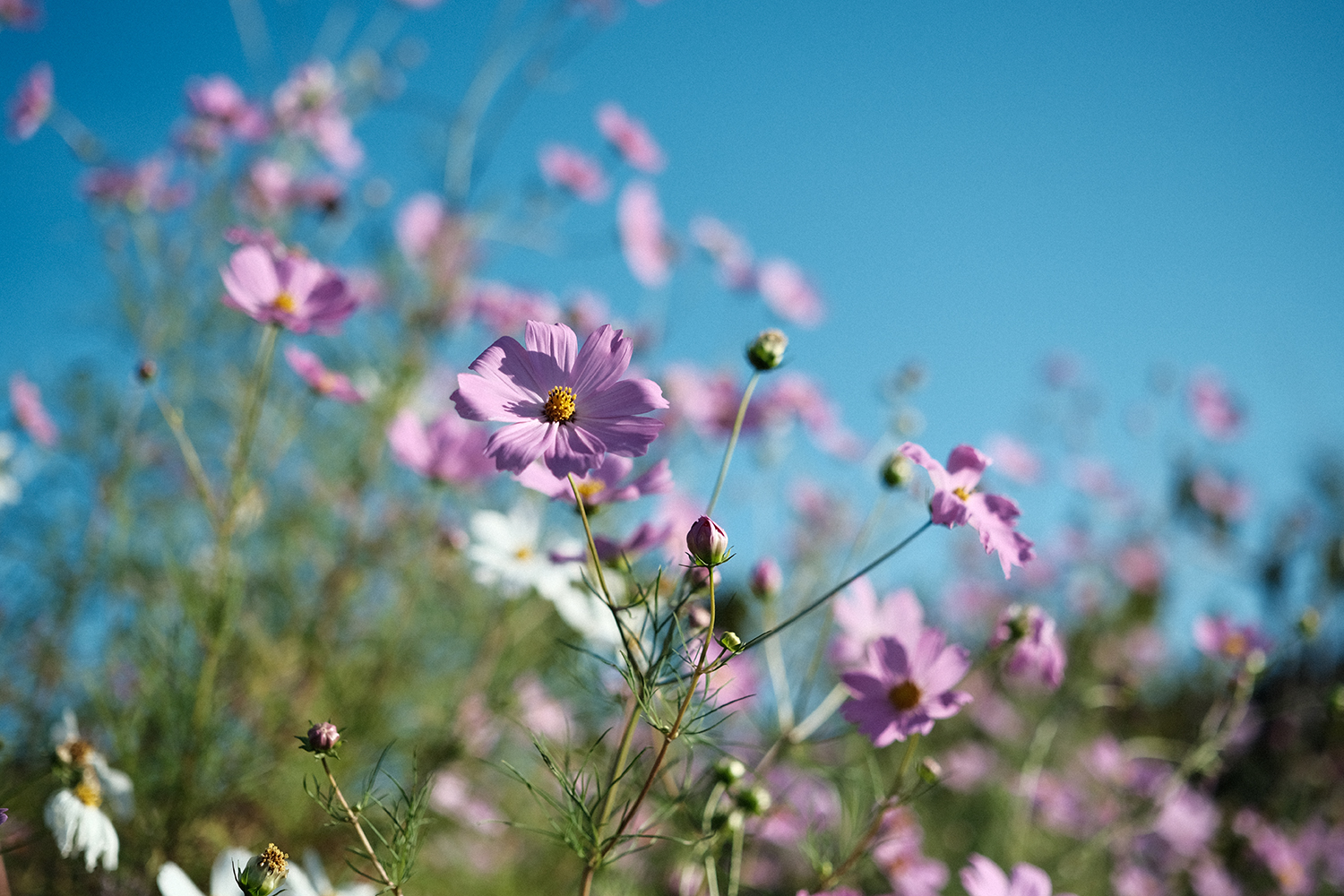 INOLIKES XF33mmF1.4 R LM WR 作例 クラシックネガ 街中スナップ