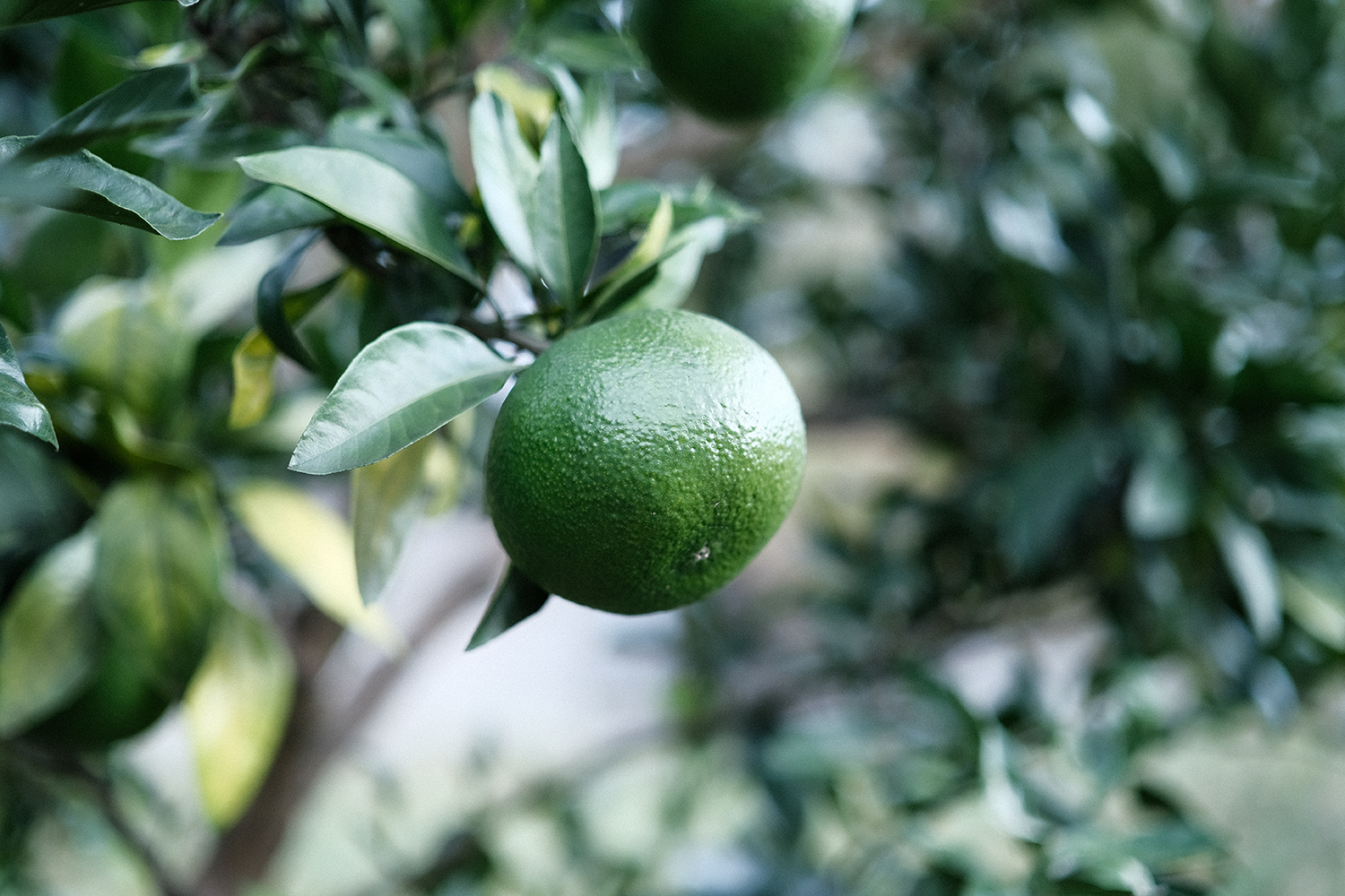 NOLIKES XF33mmF1.4 R LM WR 作例 開放F1.4 ボケ