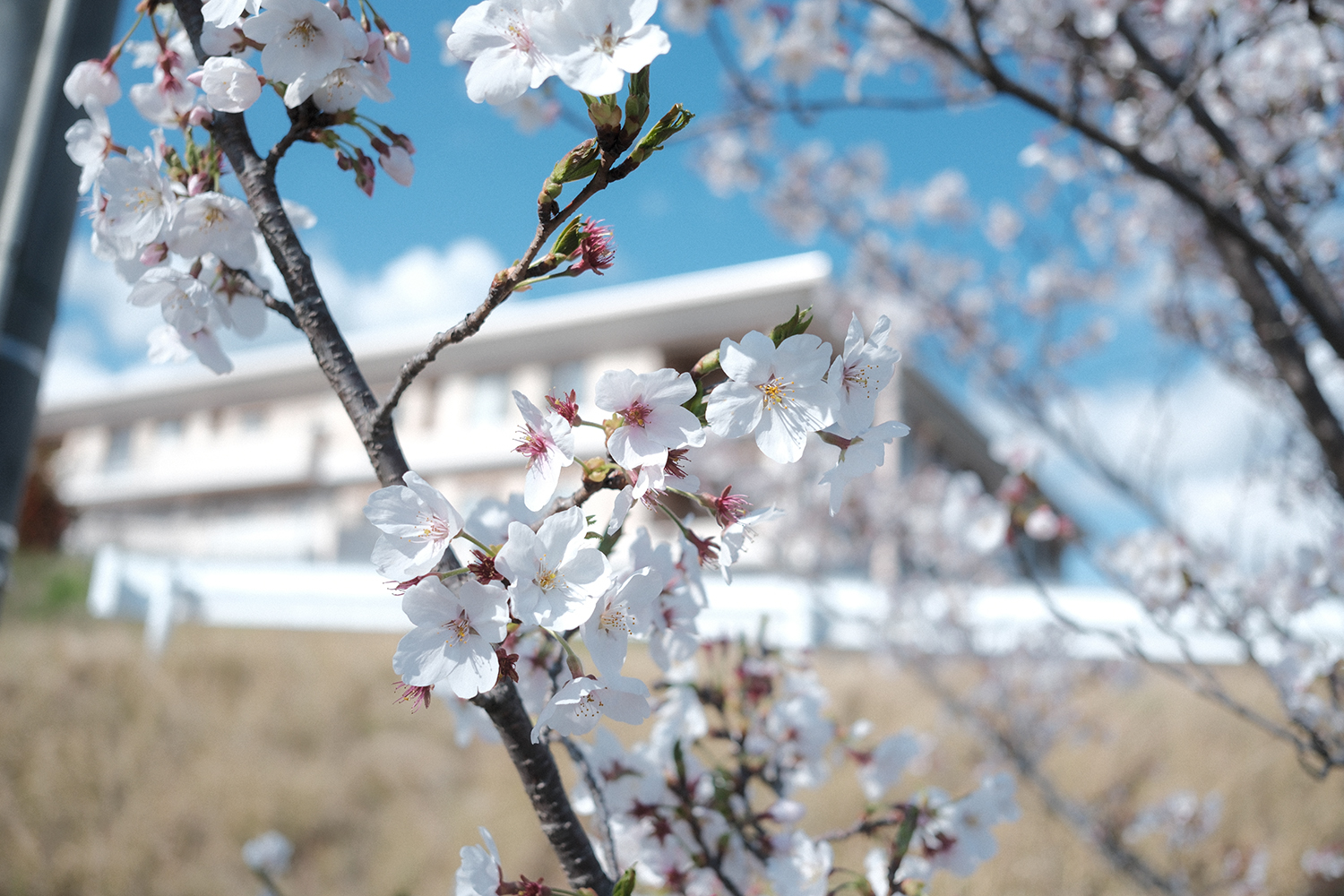 INOLIKES 富士フイルム XF23mmF2.8 R WR スナップ作例 解像感