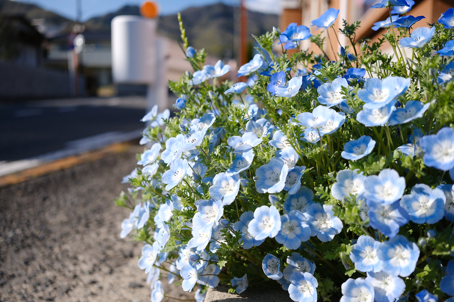 INOLIKES 富士フイルム XF23mmF2.8 R WR フォト作例